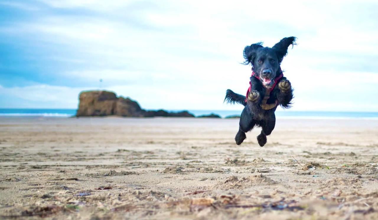 Idyllic Cornish Cottage, Superking Bed, Private Garden Dogs Welcome Truro Bagian luar foto